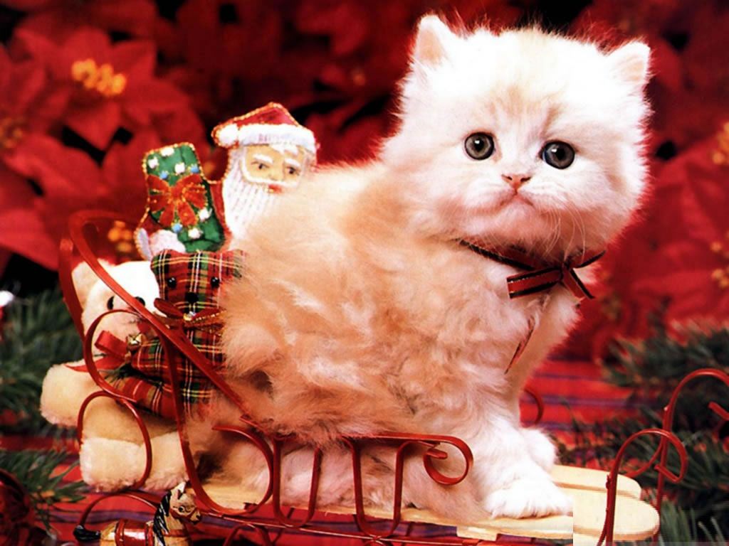 Cute Christmas Animal Wallpapers