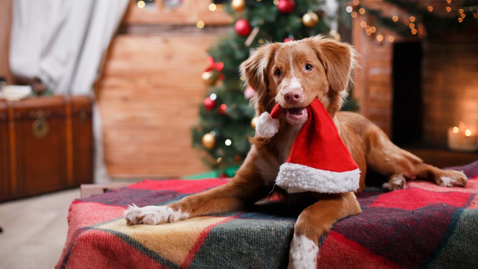 Cute Christmas Animal Wallpapers