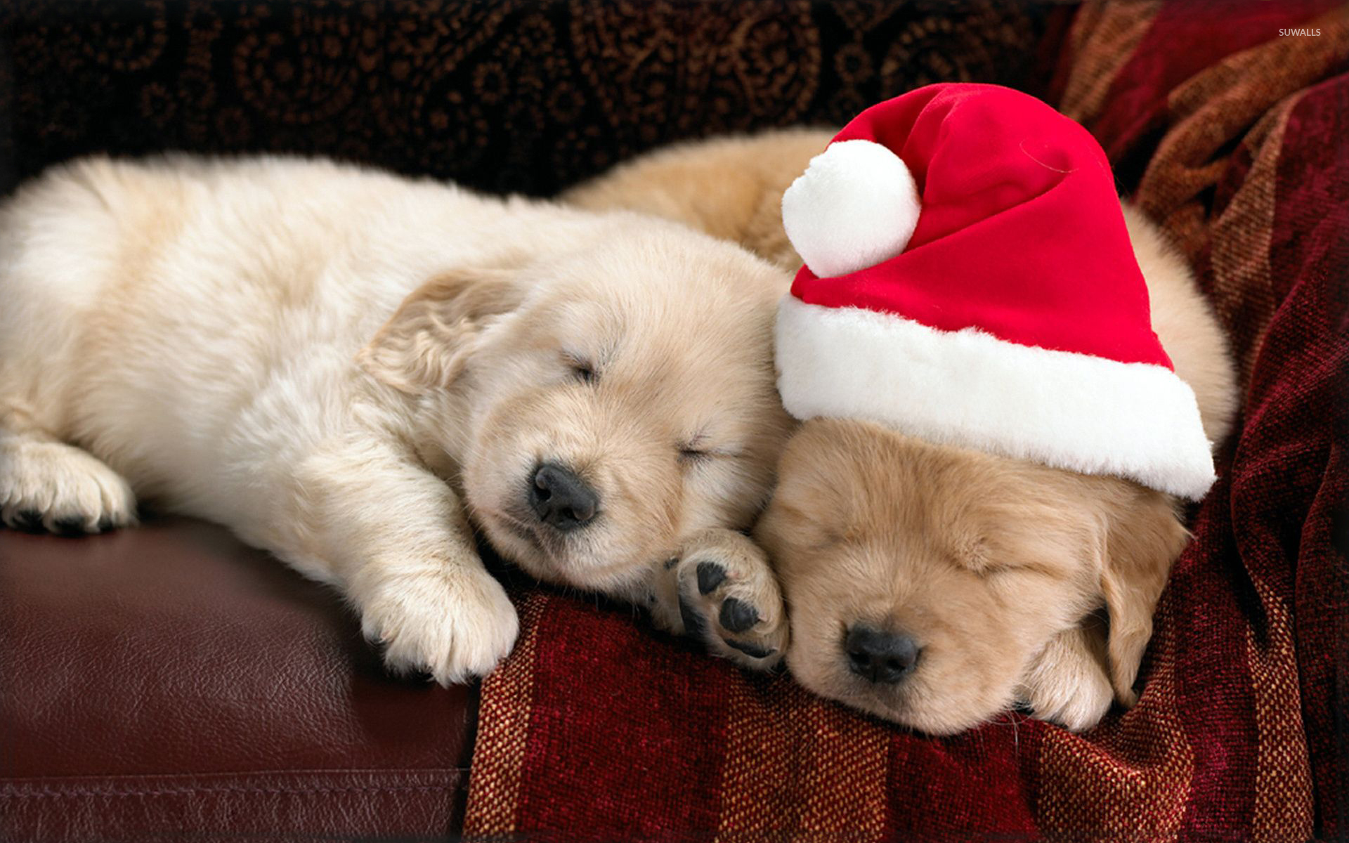 Cute Christmas Animal Wallpapers