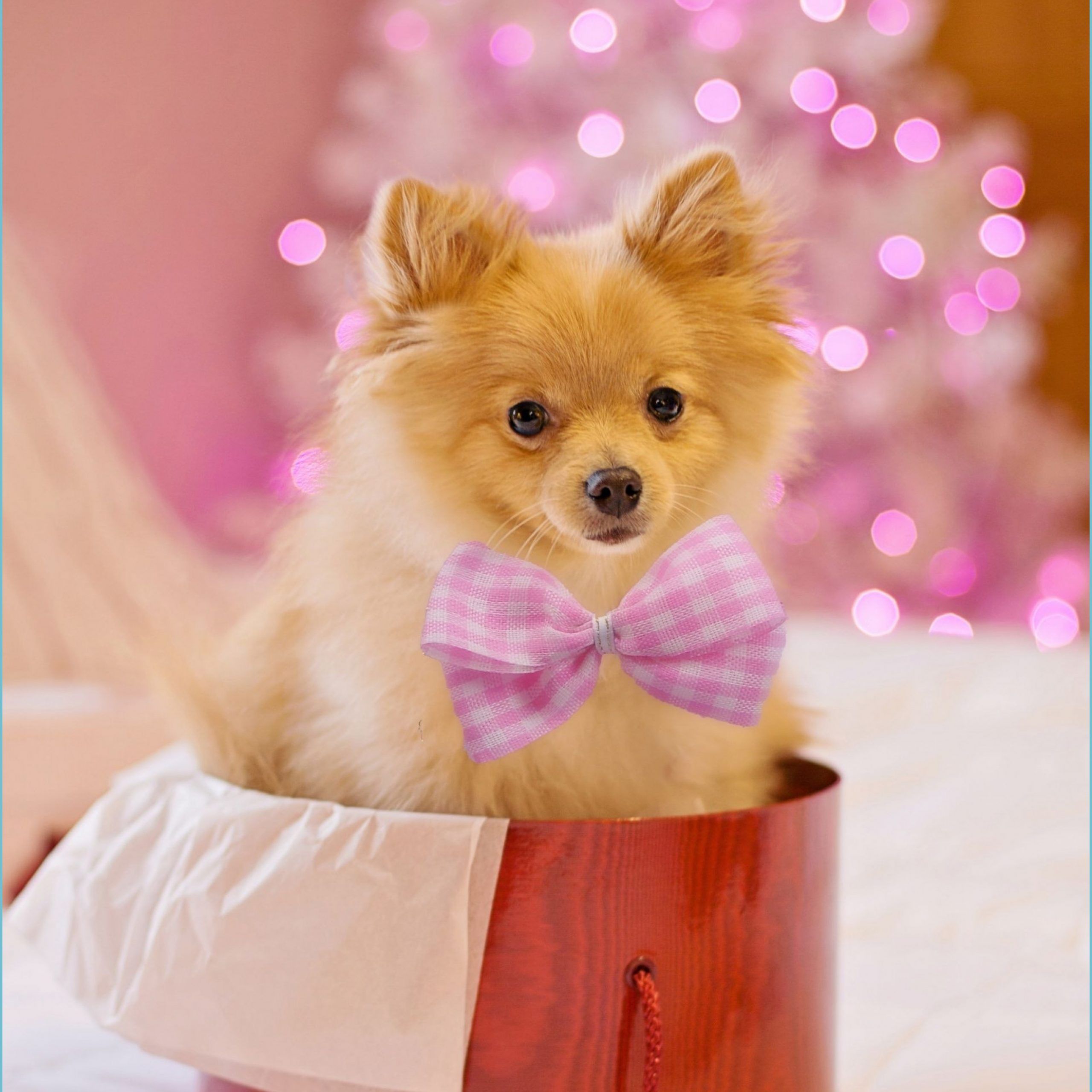 Cute Christmas Animal Wallpapers