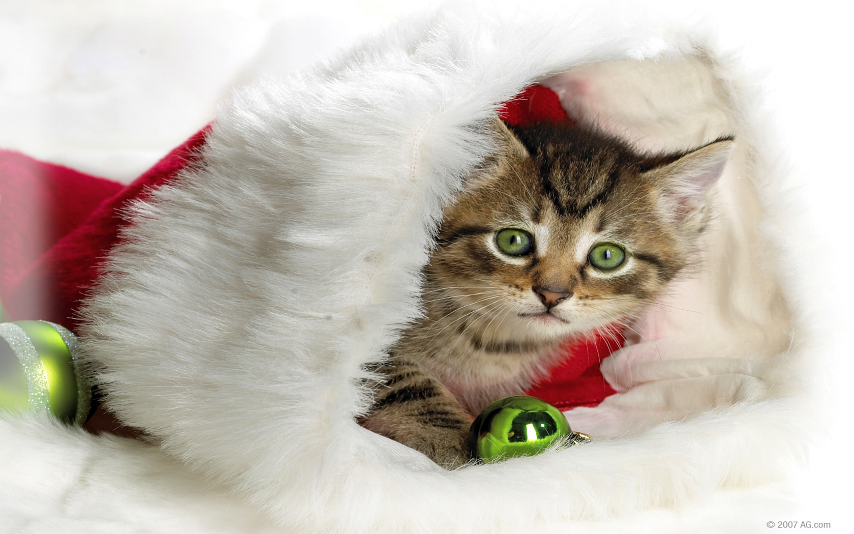 Cute Christmas Animal Wallpapers