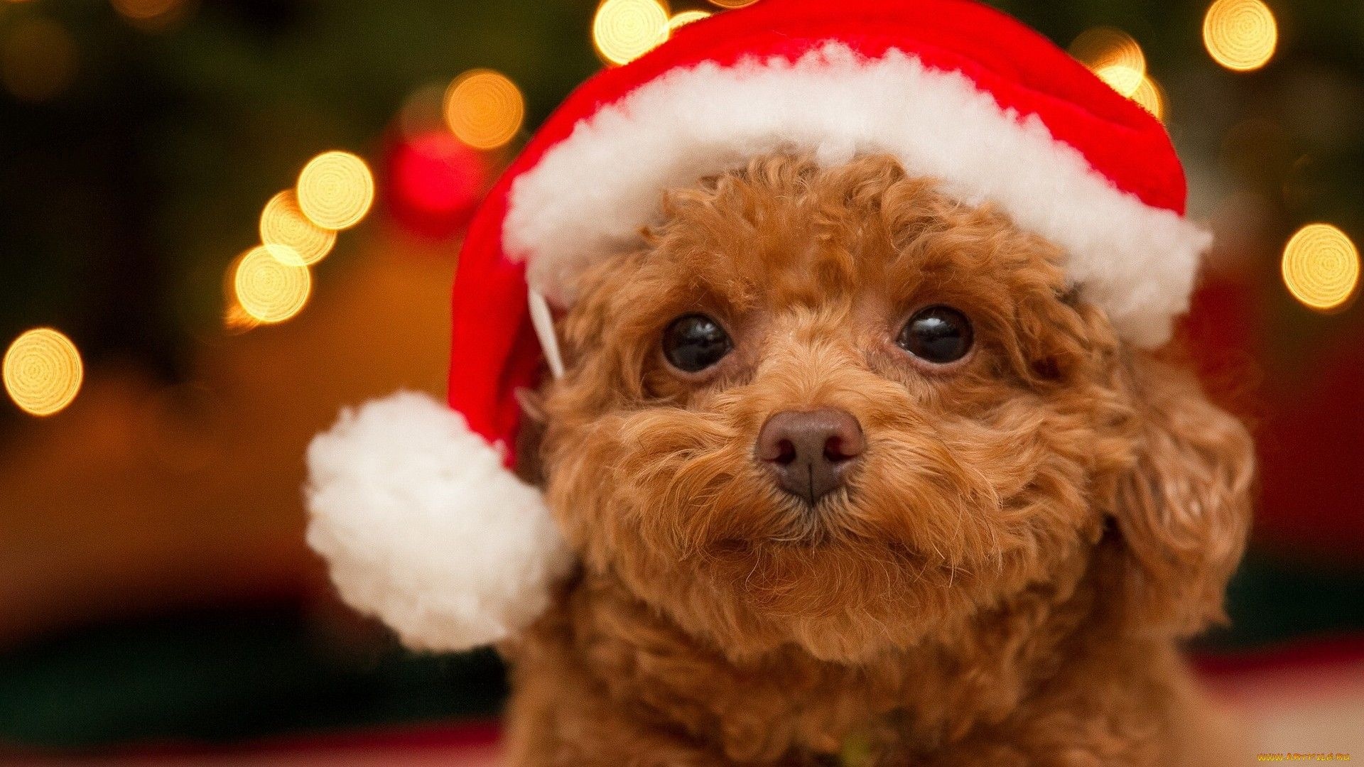 Cute Christmas Animal Wallpapers