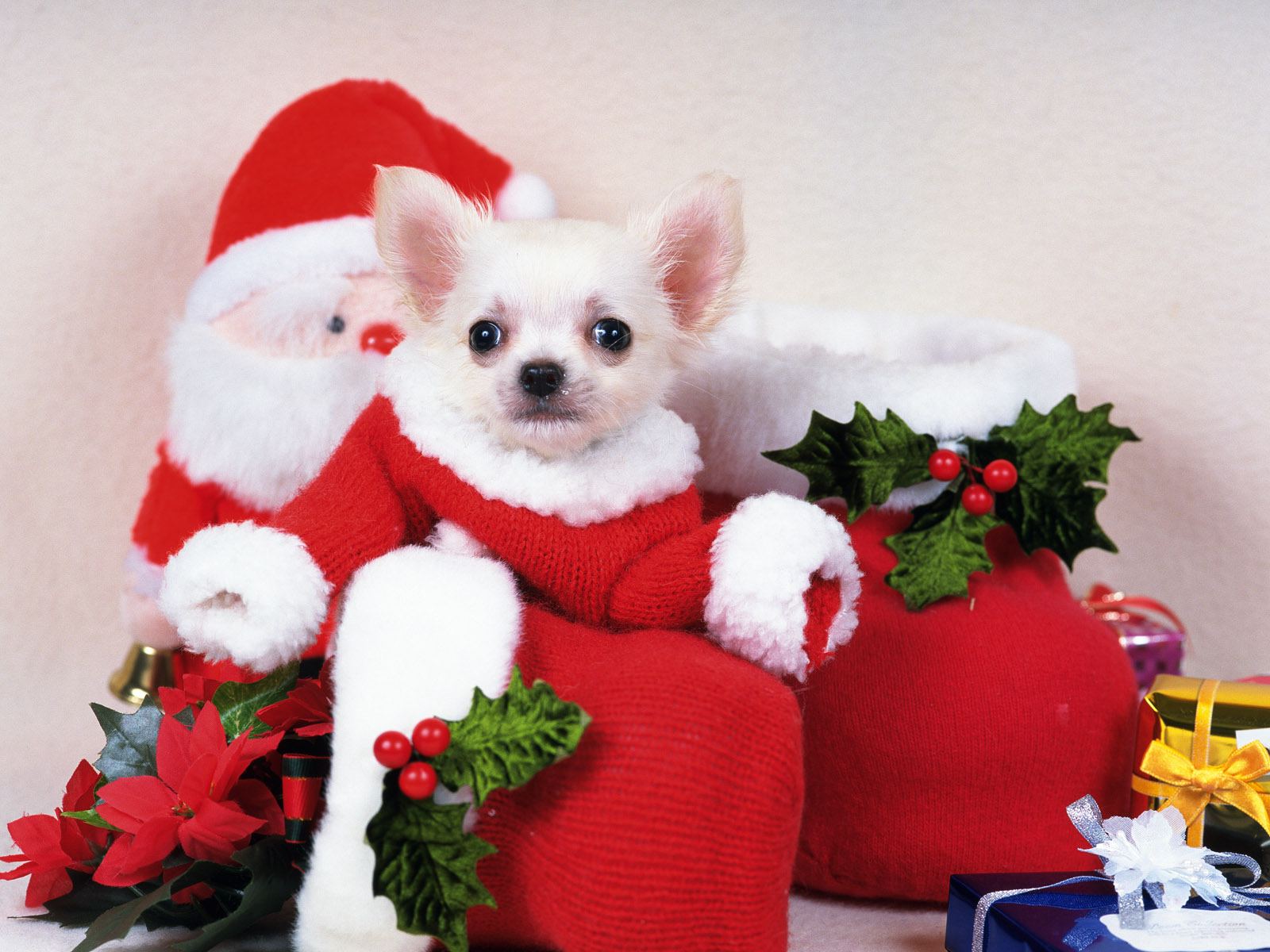 Cute Christmas Animal Wallpapers