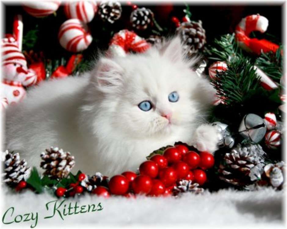 Cute Christmas Cat Wallpapers
