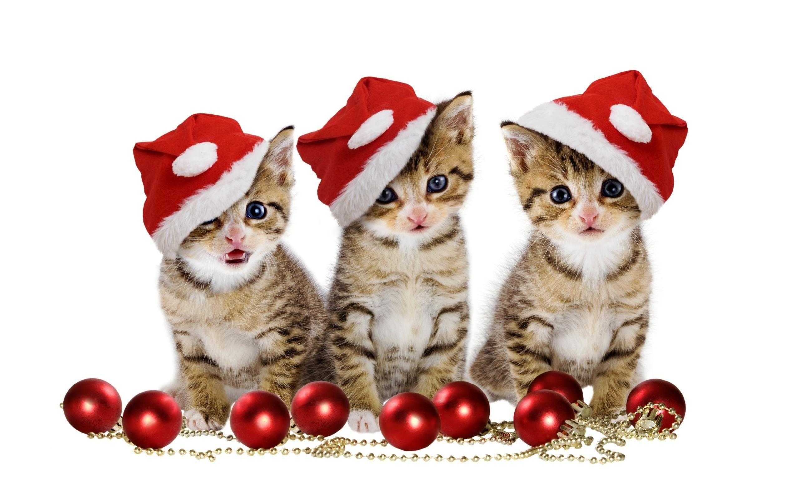 Cute Christmas Cat Wallpapers