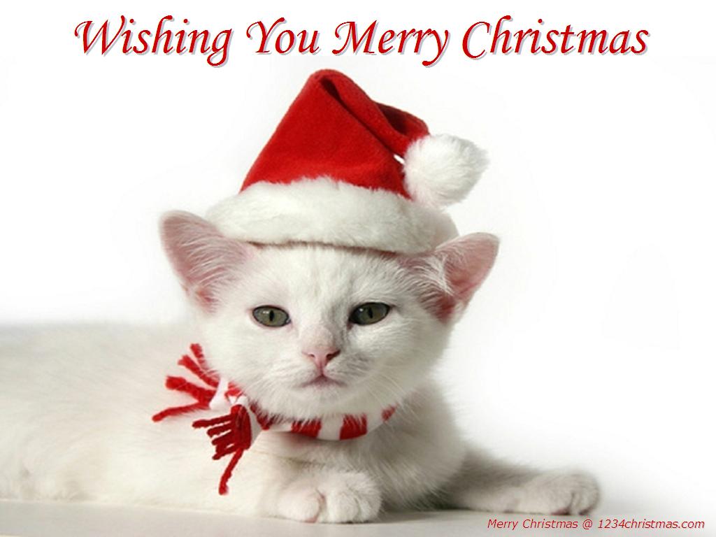 Cute Christmas Cat Wallpapers