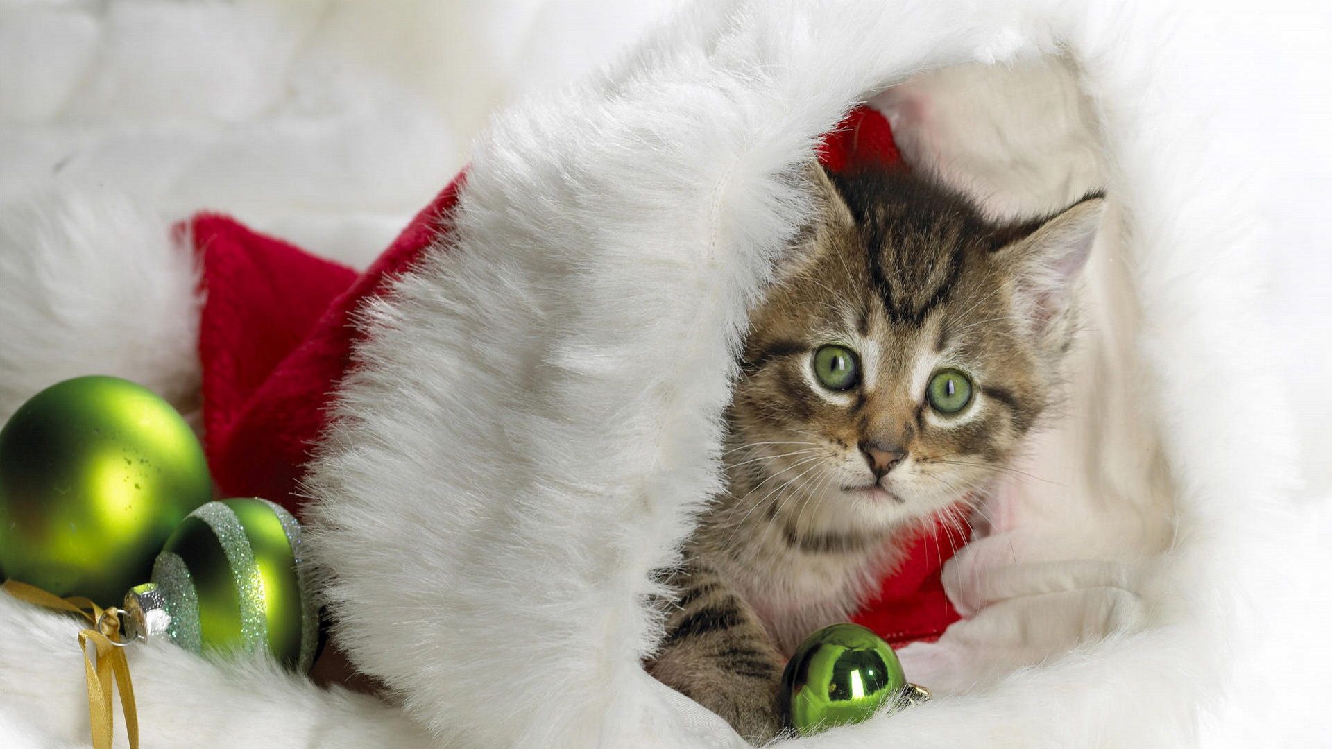 Cute Christmas Cat Wallpapers