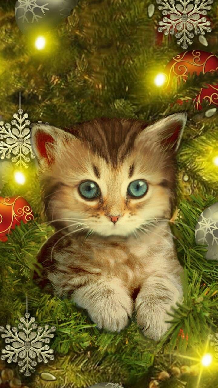 Cute Christmas Cat Wallpapers