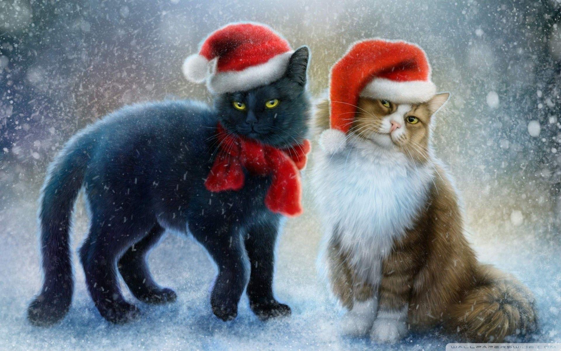 Cute Christmas Cat Wallpapers