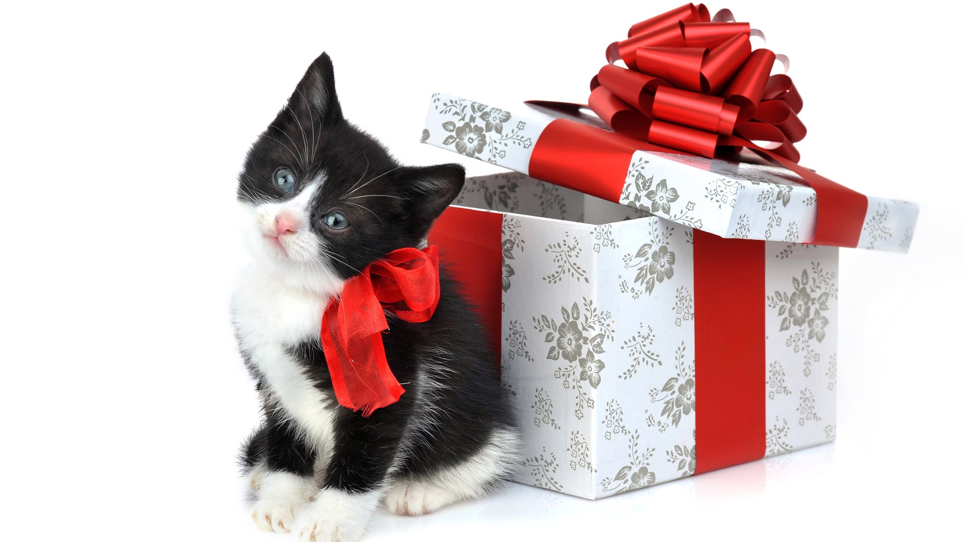 Cute Christmas Cat Wallpapers