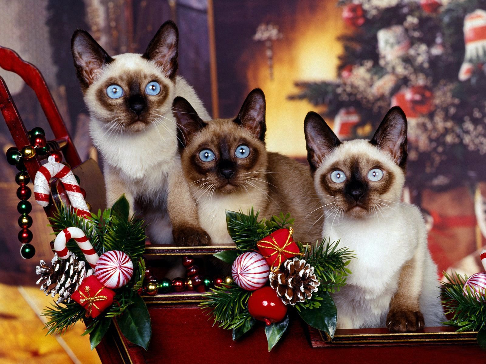 Cute Christmas Cat Wallpapers