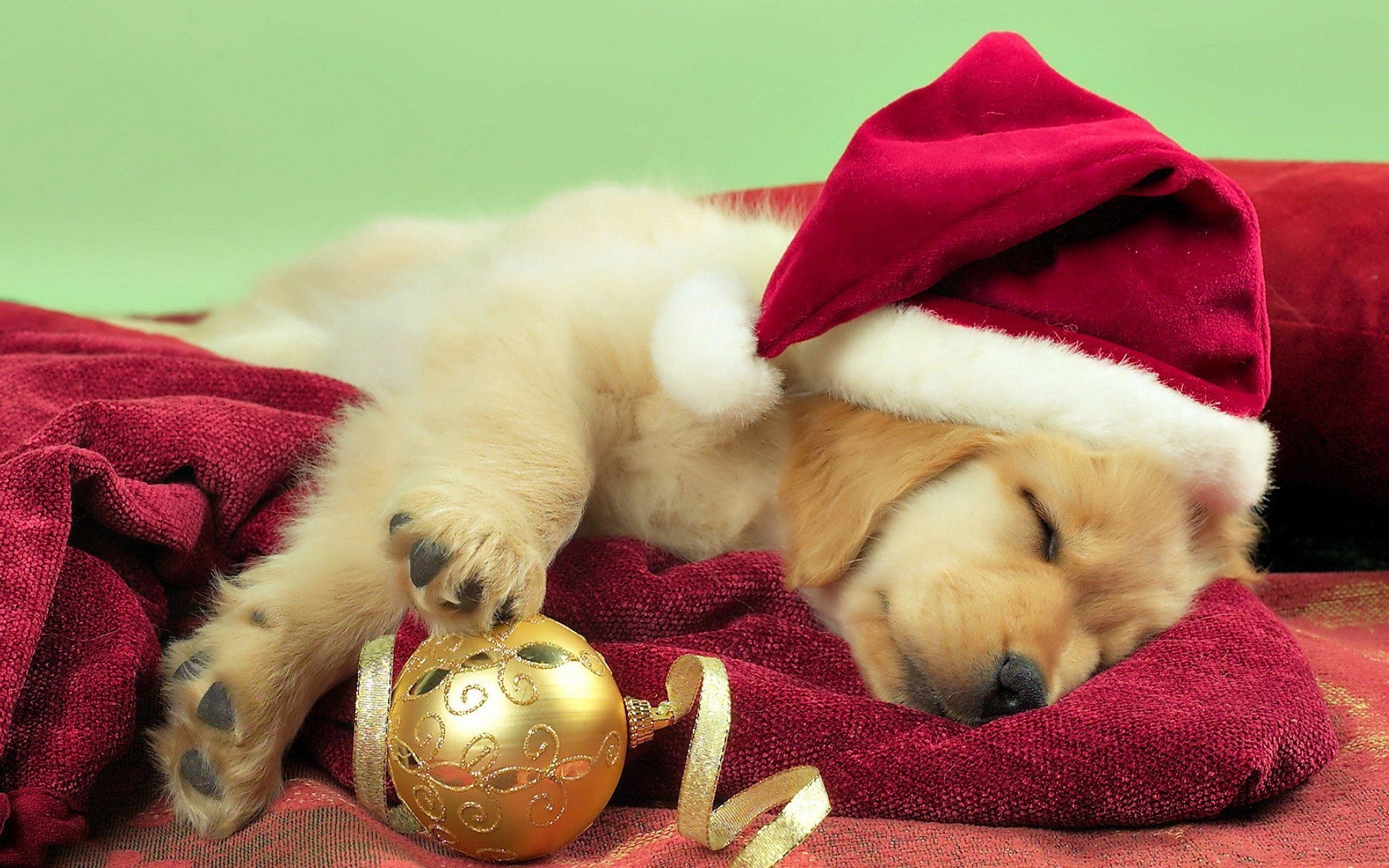 Cute Christmas Puppy Wallpapers Wallpapers