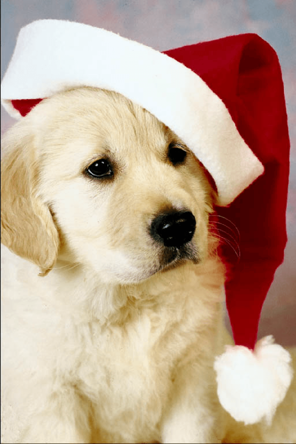 Cute Christmas Puppy Wallpapers Wallpapers