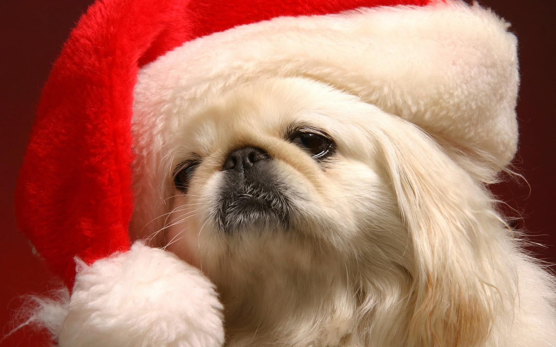 Cute Christmas Puppy Wallpapers Wallpapers