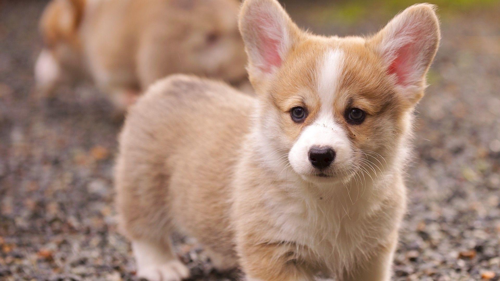 Cute Corgi Wallpapers Wallpapers