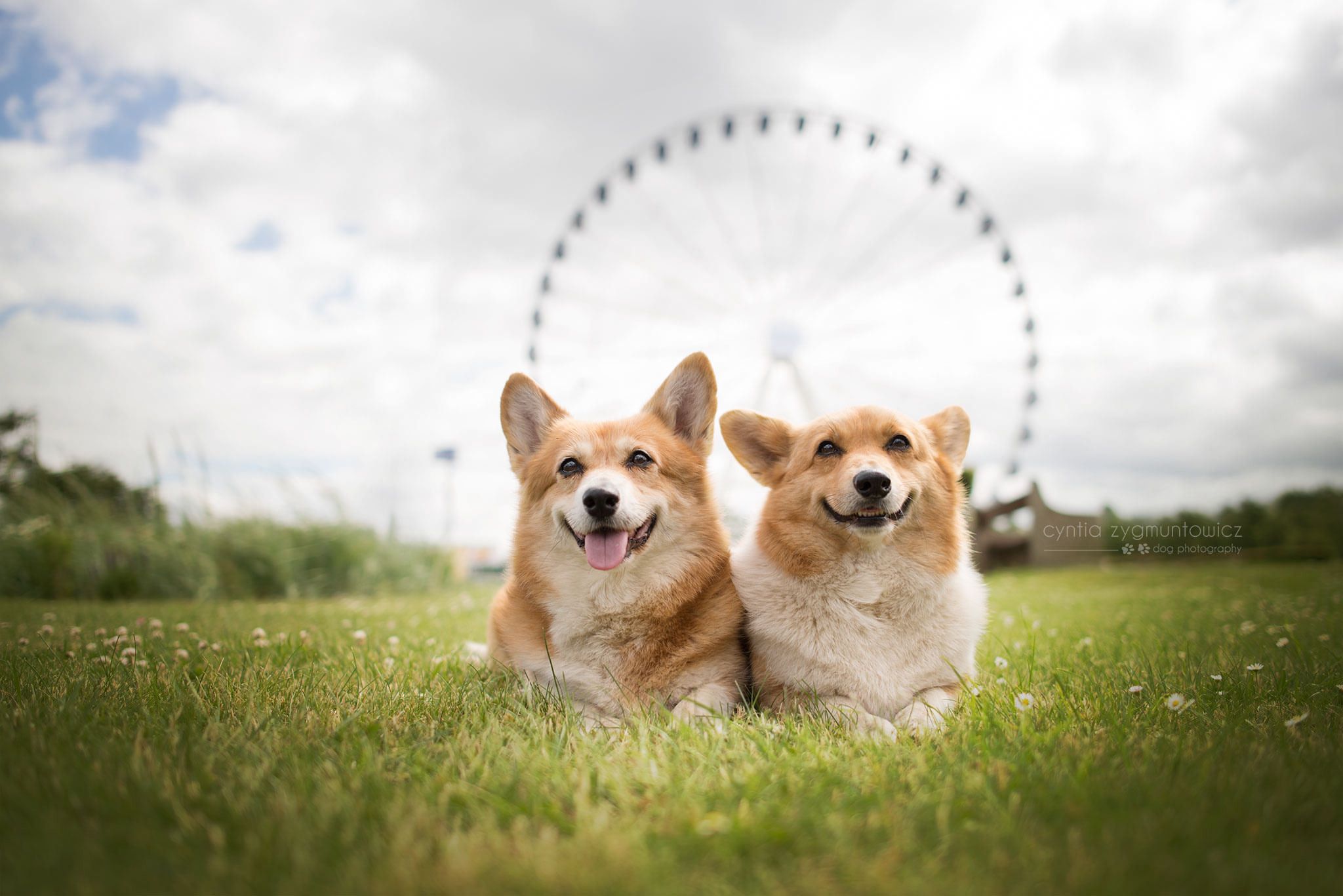 Cute Corgi Wallpapers Wallpapers