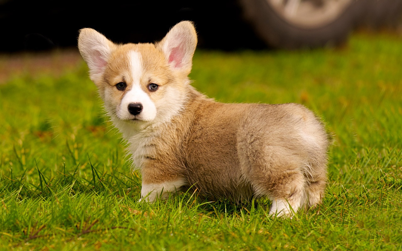 Cute Corgi Wallpapers Wallpapers