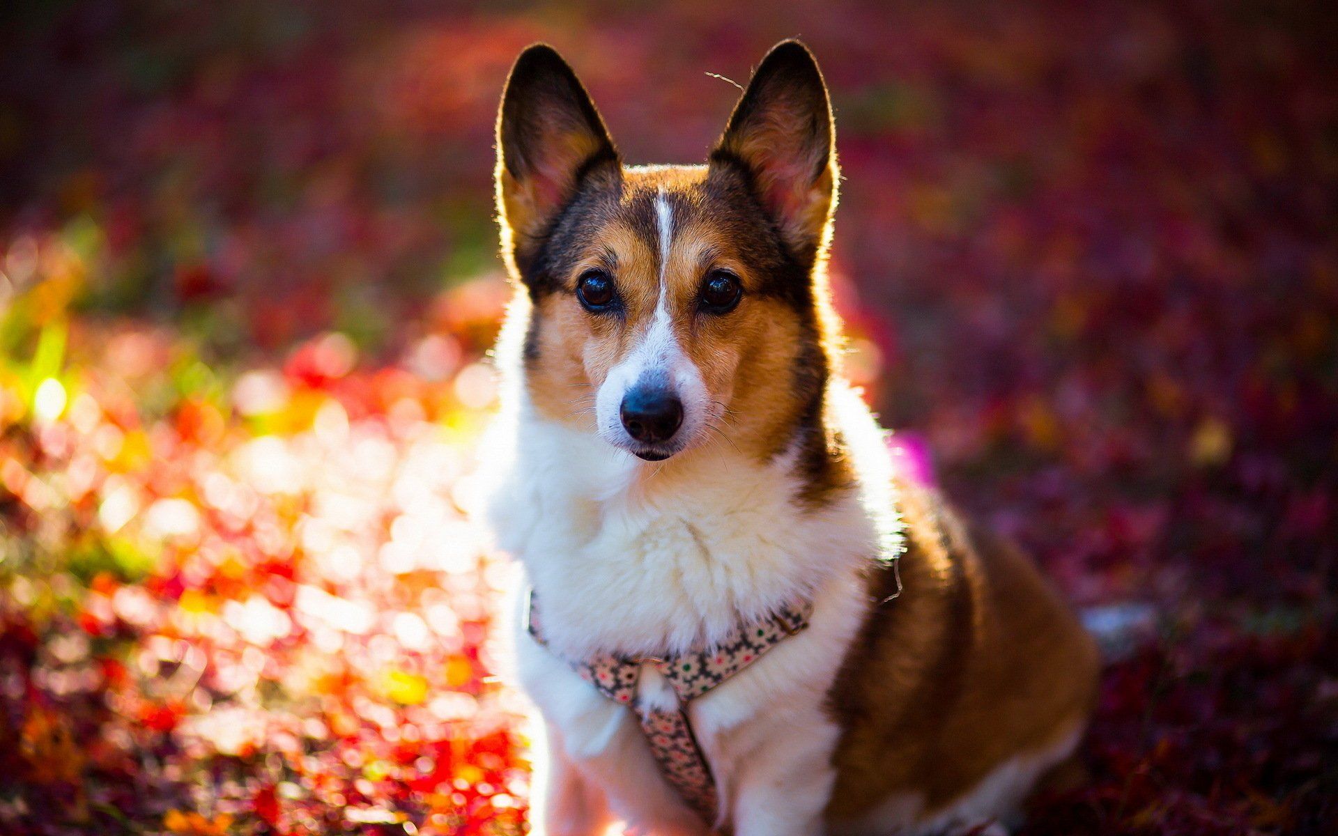 Cute Corgi Wallpapers Wallpapers