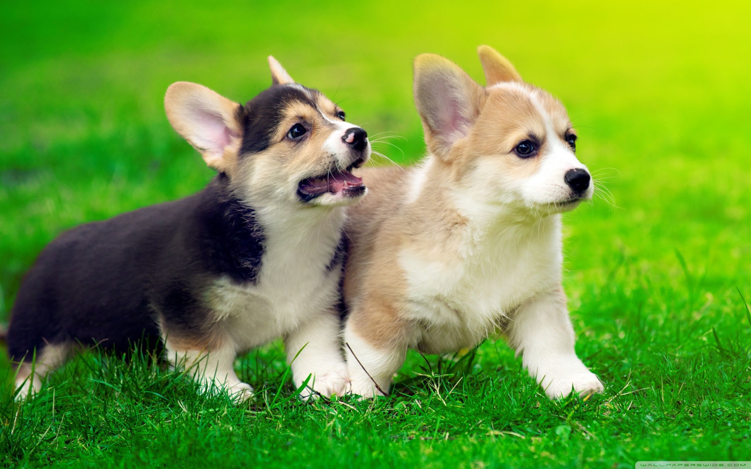 Cute Corgi Wallpapers Wallpapers