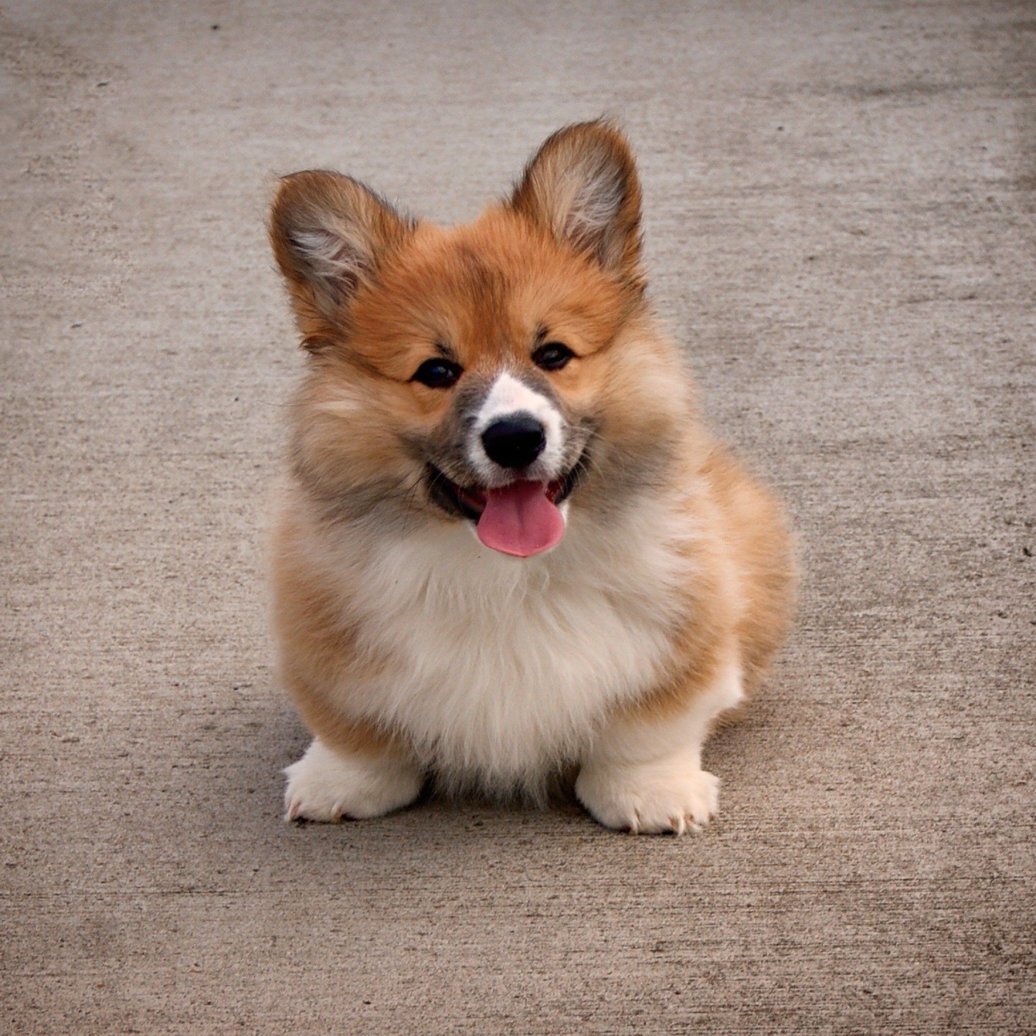 Cute Corgi Wallpapers Wallpapers