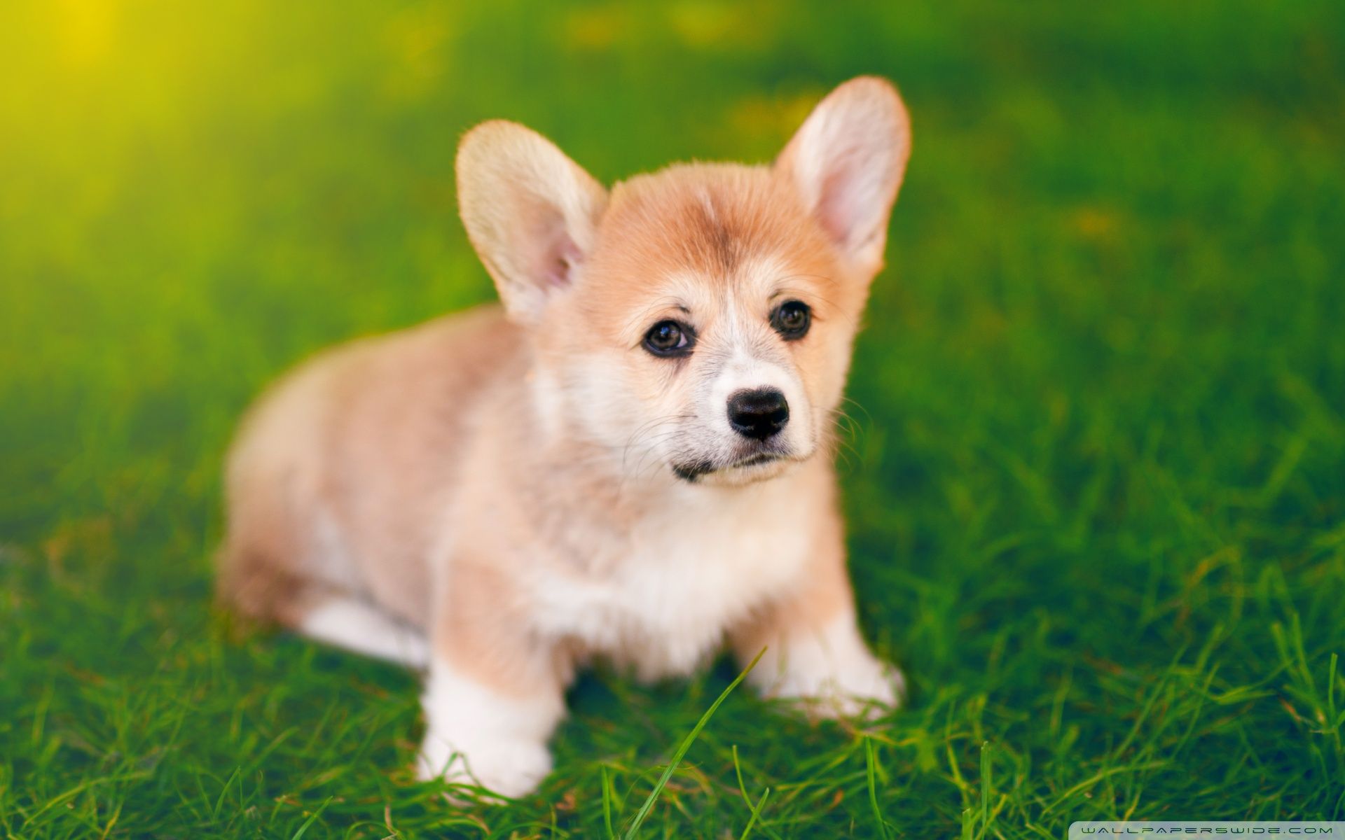 Cute Corgi Wallpapers Wallpapers