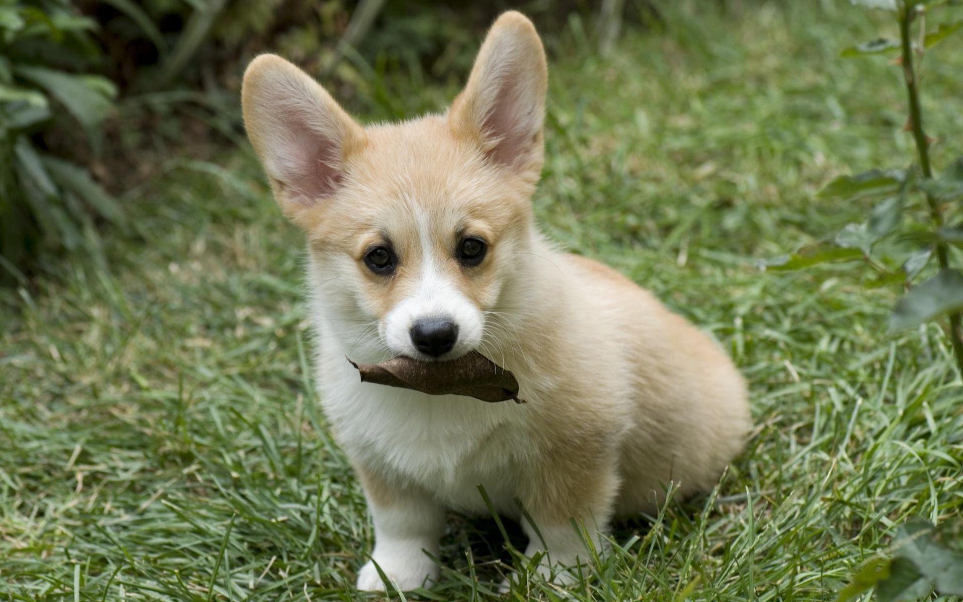 Cute Corgi Wallpapers Wallpapers