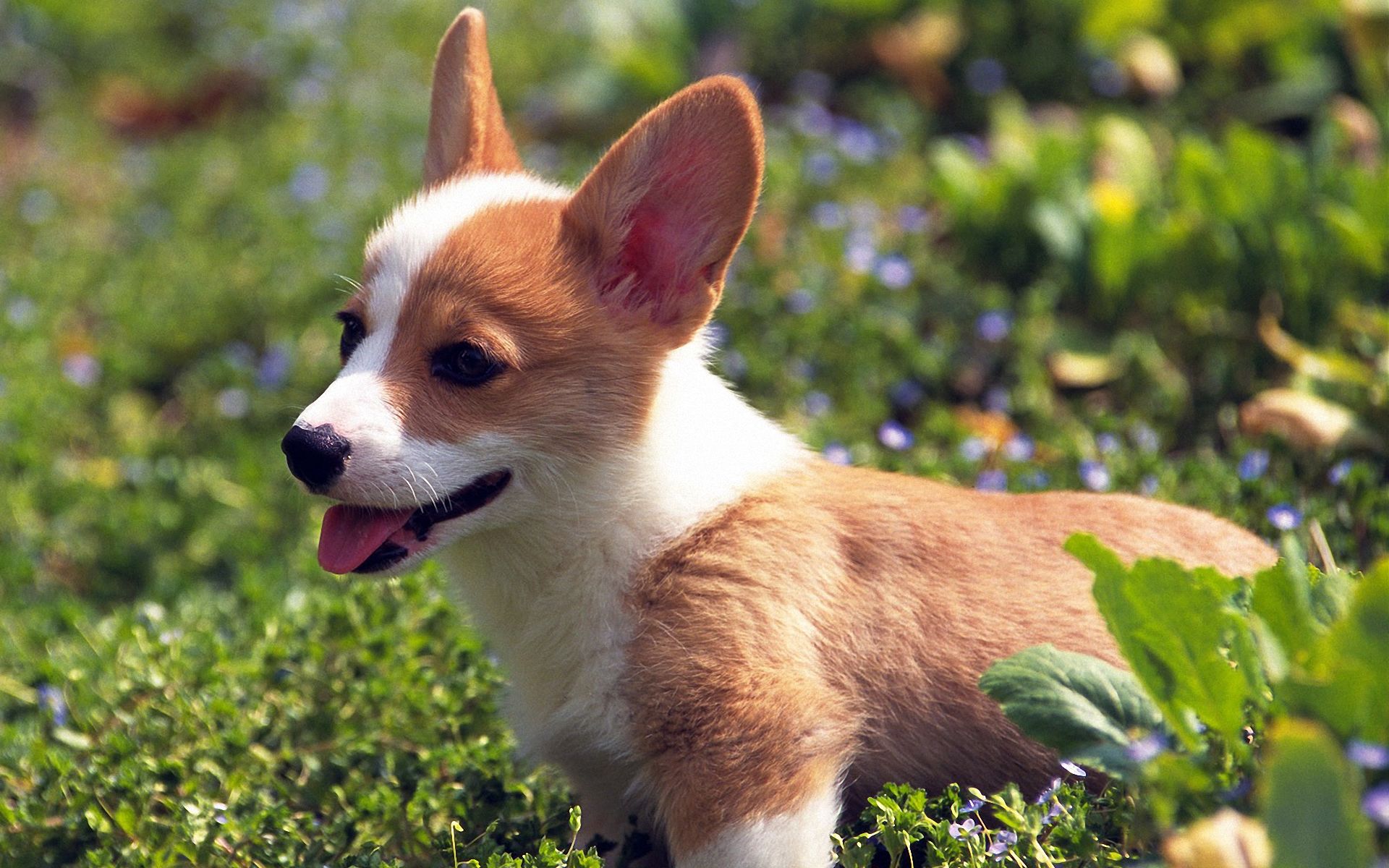 Cute Corgi Wallpapers Wallpapers