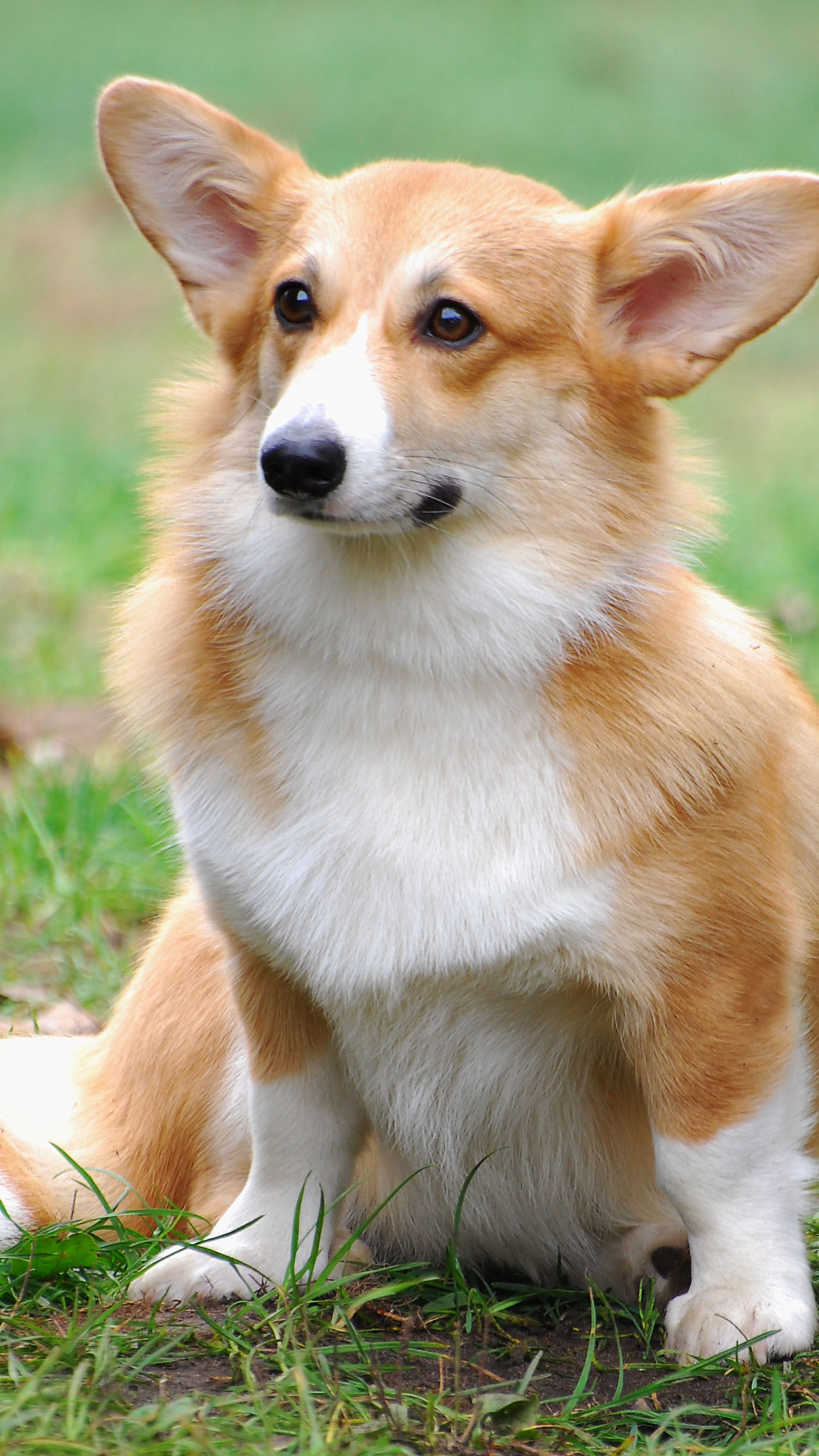 Cute Corgi Wallpapers Wallpapers