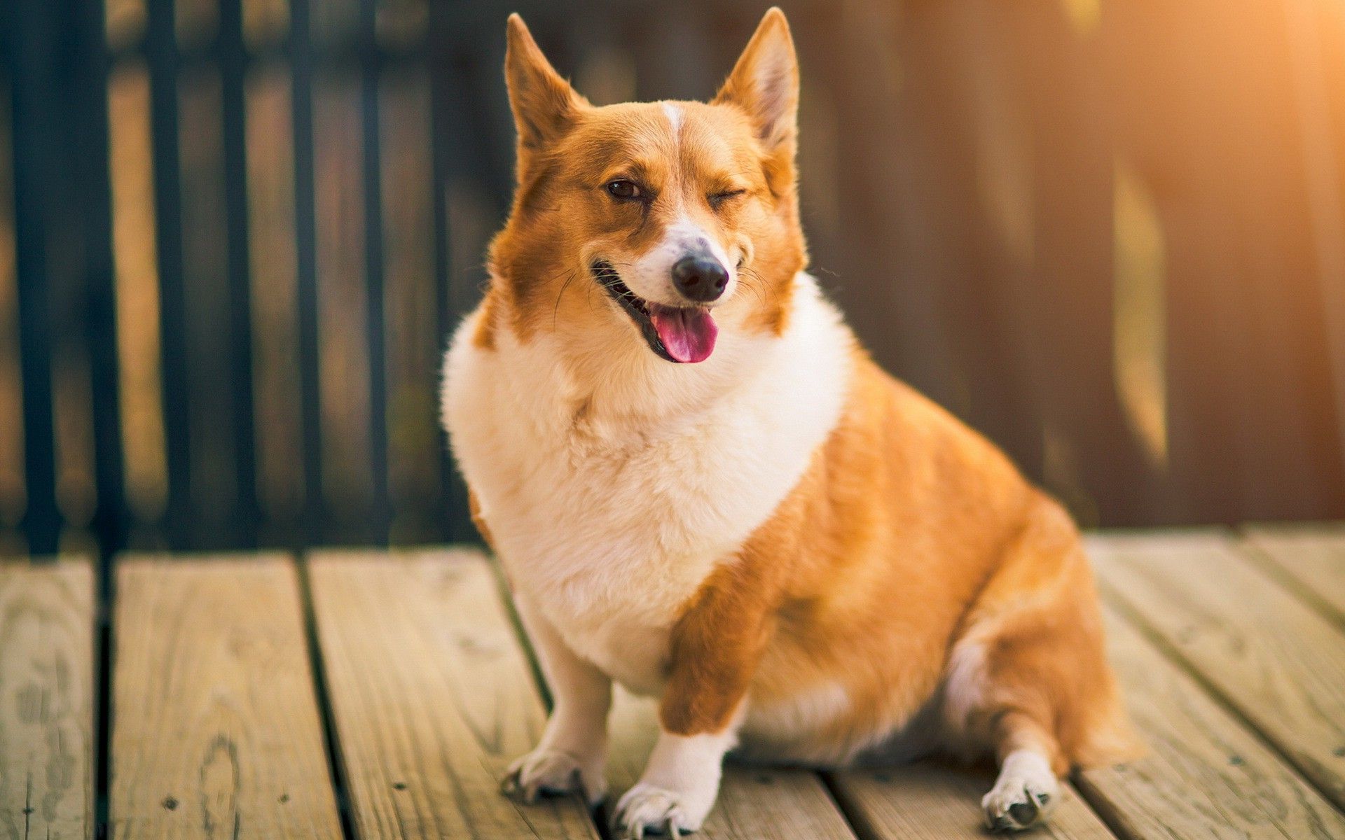 Cute Corgi Wallpapers Wallpapers