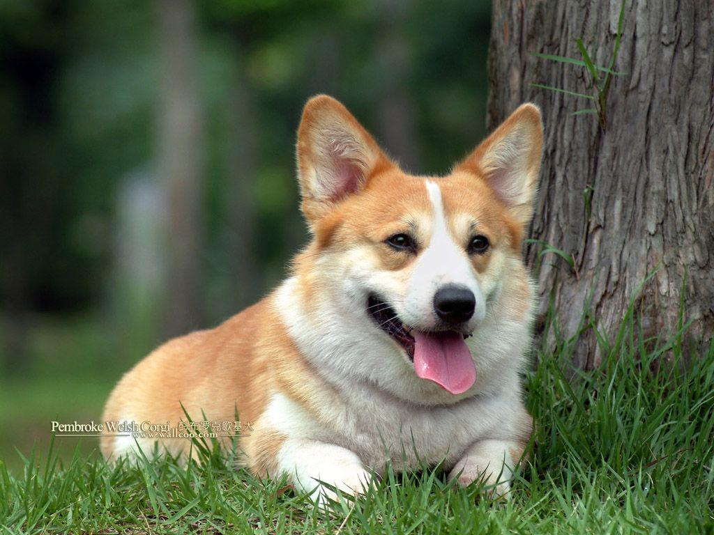 Cute Corgi Wallpapers Wallpapers