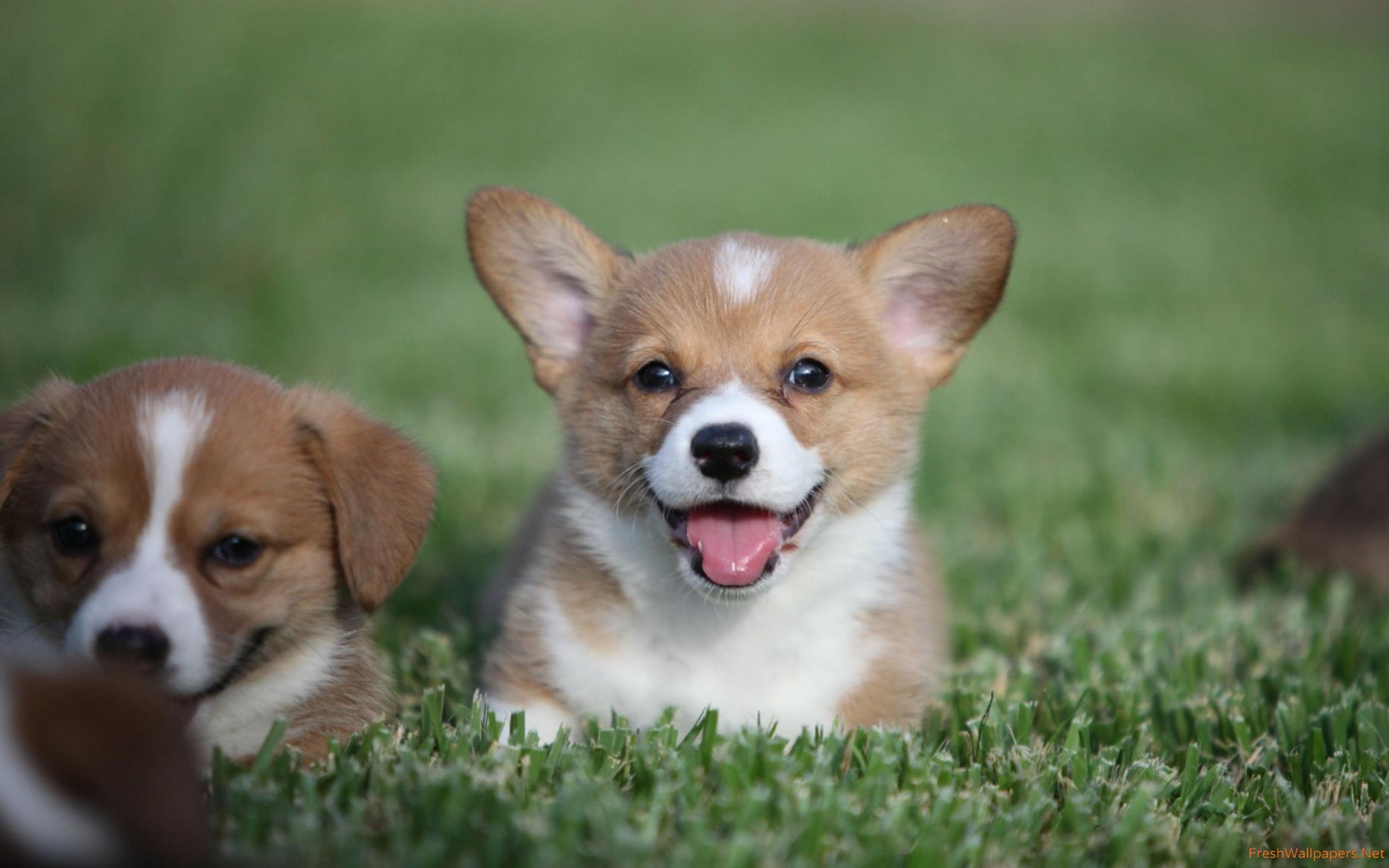 Cute Corgi Wallpapers Wallpapers