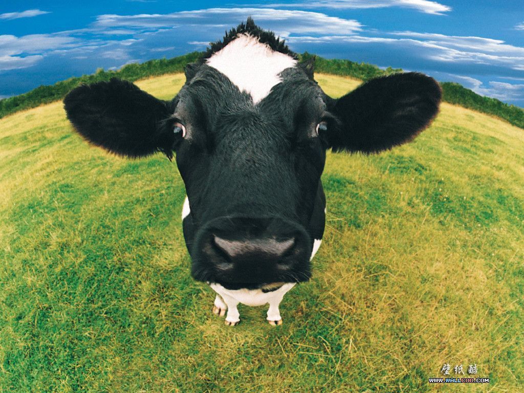 Cute Cow Wallpapers