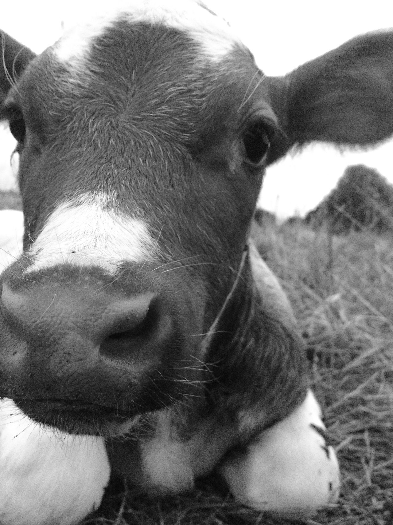 Cute Cow Iphone Wallpapers