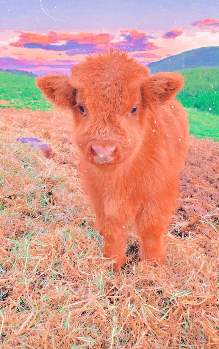 Cute Cow Iphone Wallpapers