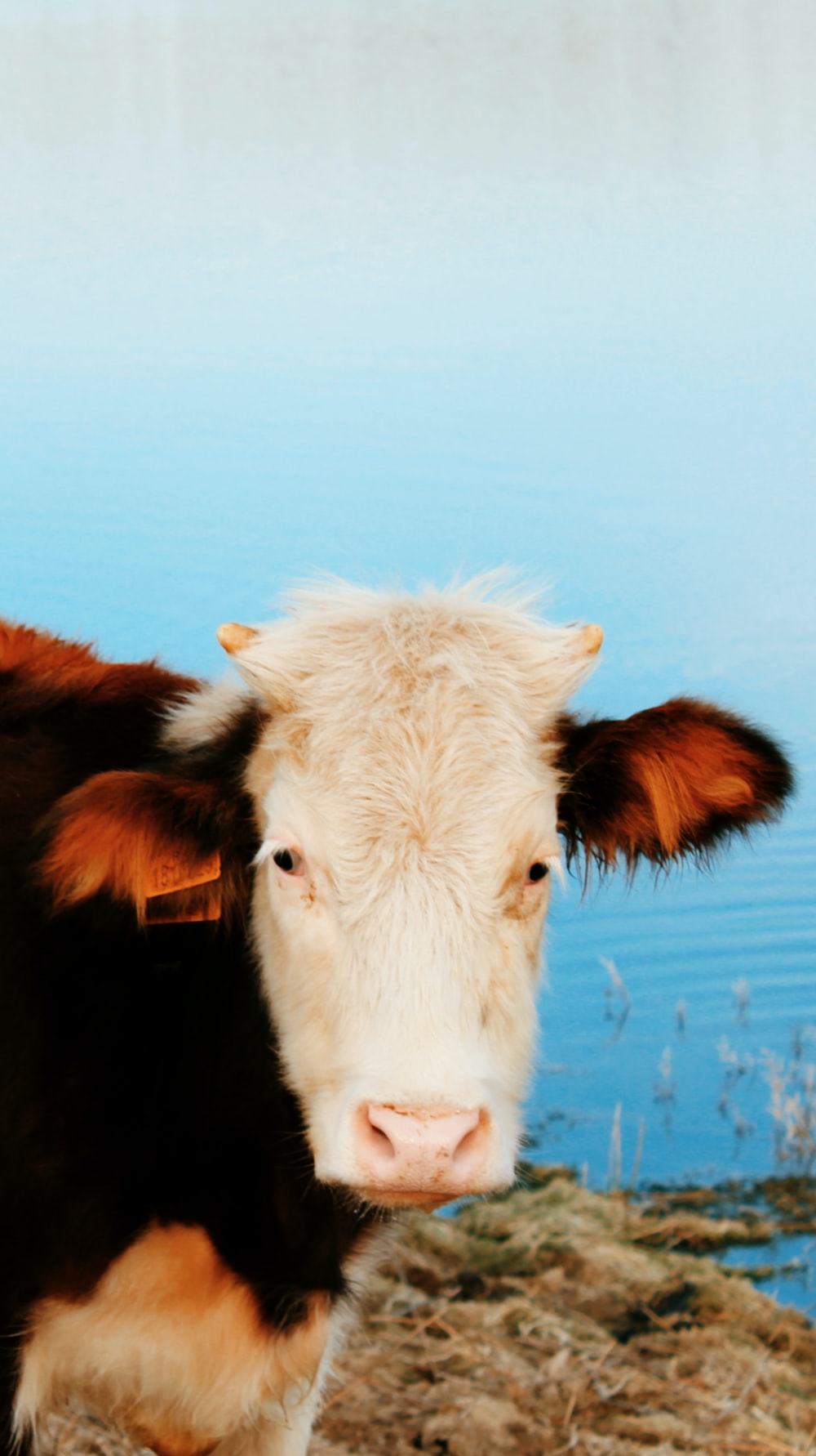 Cute Cow Iphone Wallpapers