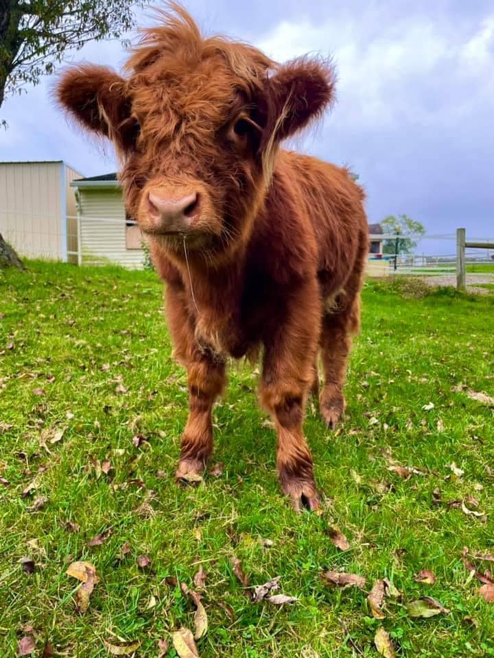 Cute Cow Iphone Wallpapers