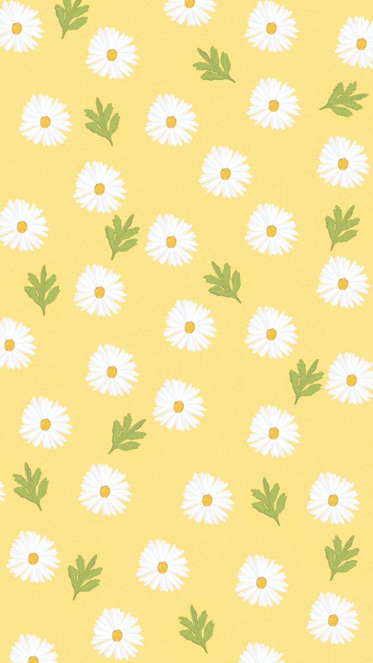 Cute Daisy Wallpapers