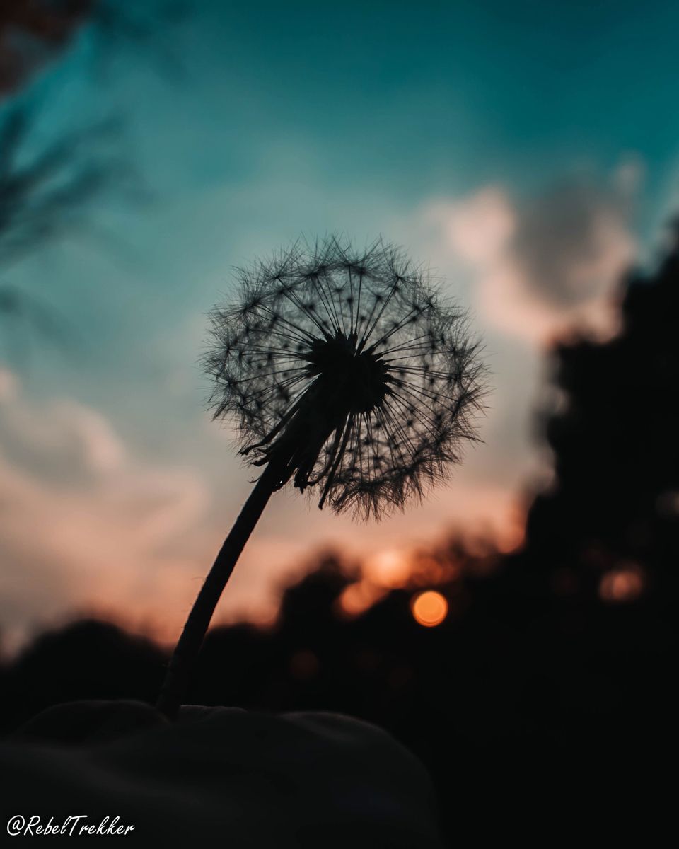 Cute Dandelion Wallpapers