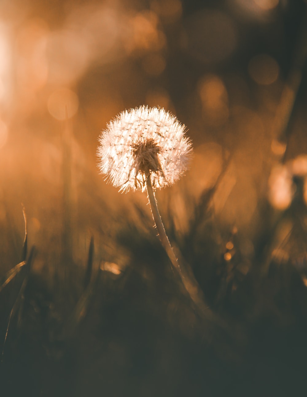 Cute Dandelion Wallpapers