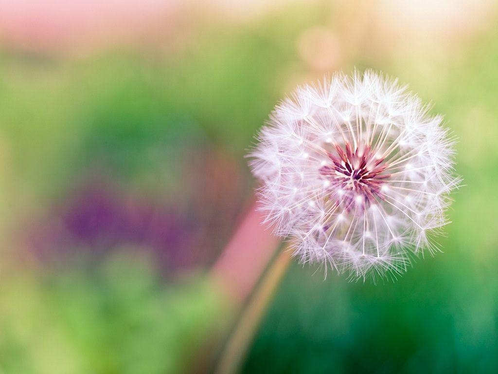 Cute Dandelion Wallpapers