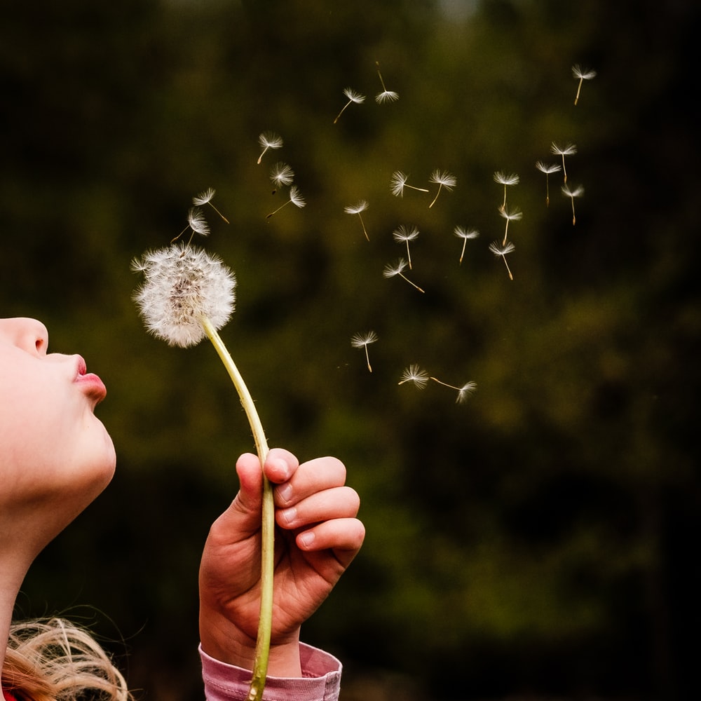 Cute Dandelion Wallpapers