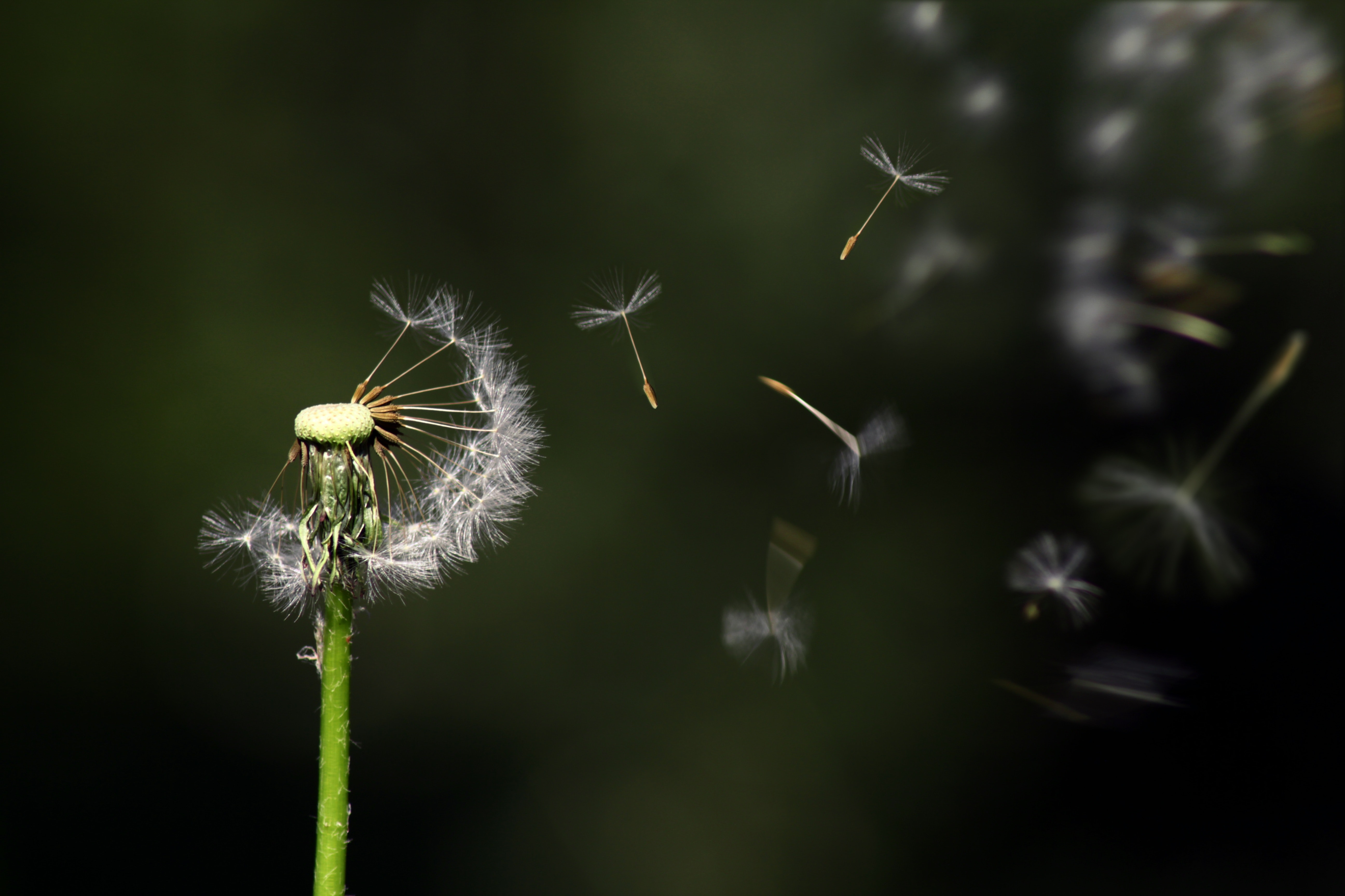 Cute Dandelion Wallpapers