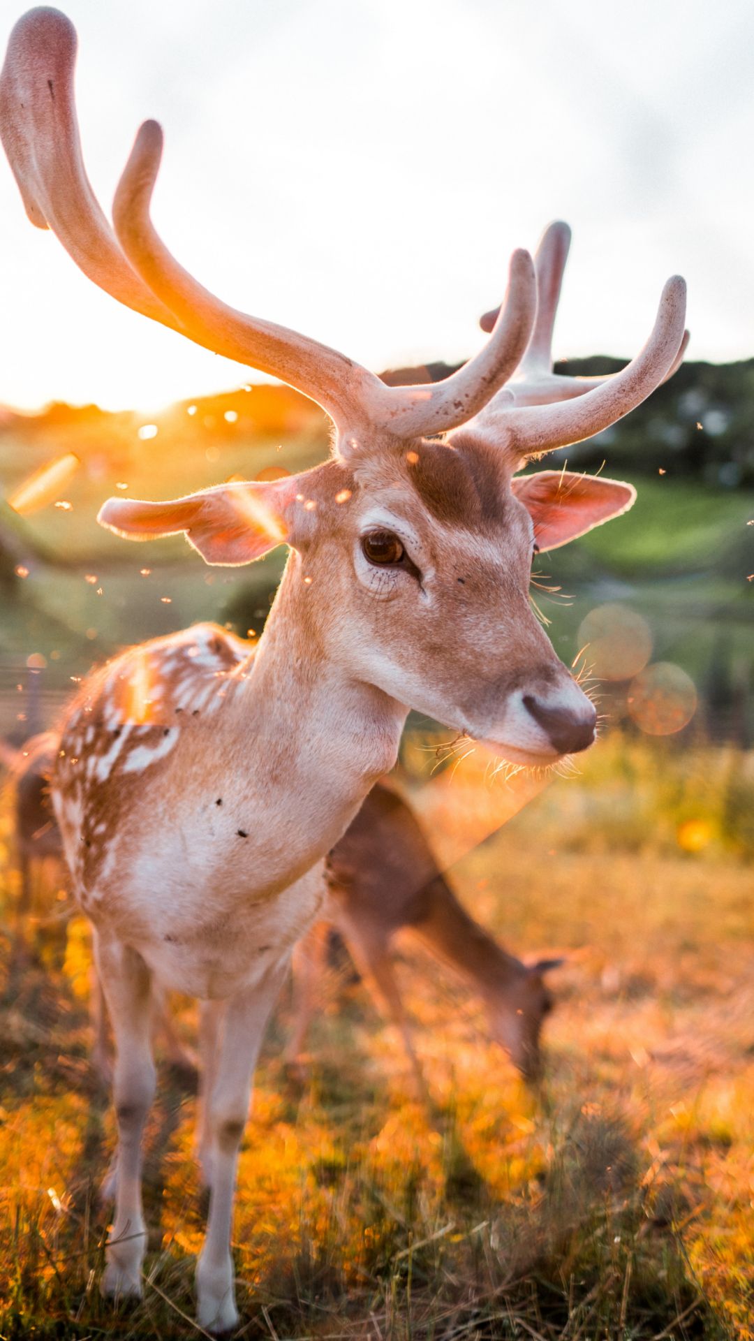 Cute Deer Wallpapers