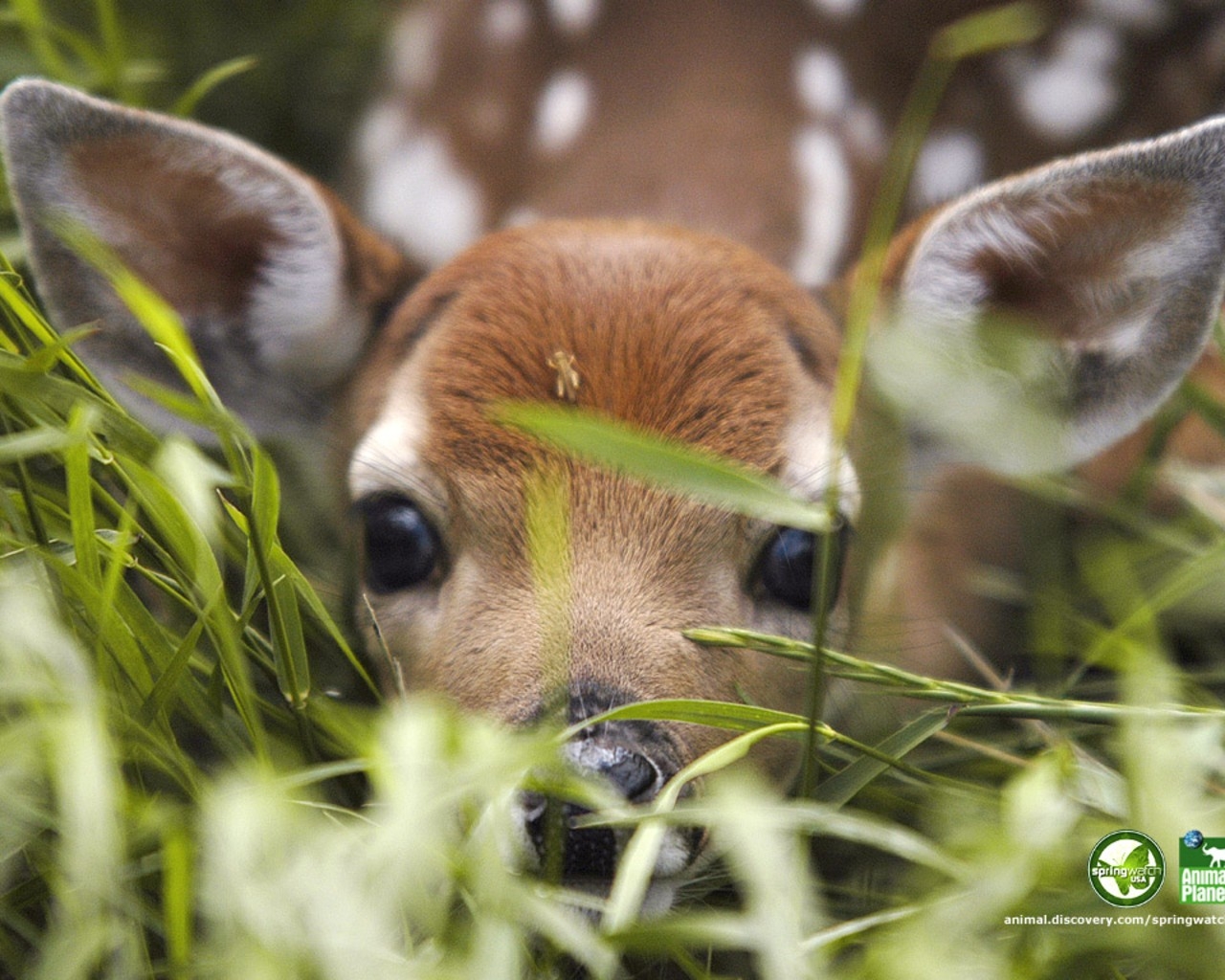 Cute Deer Wallpapers