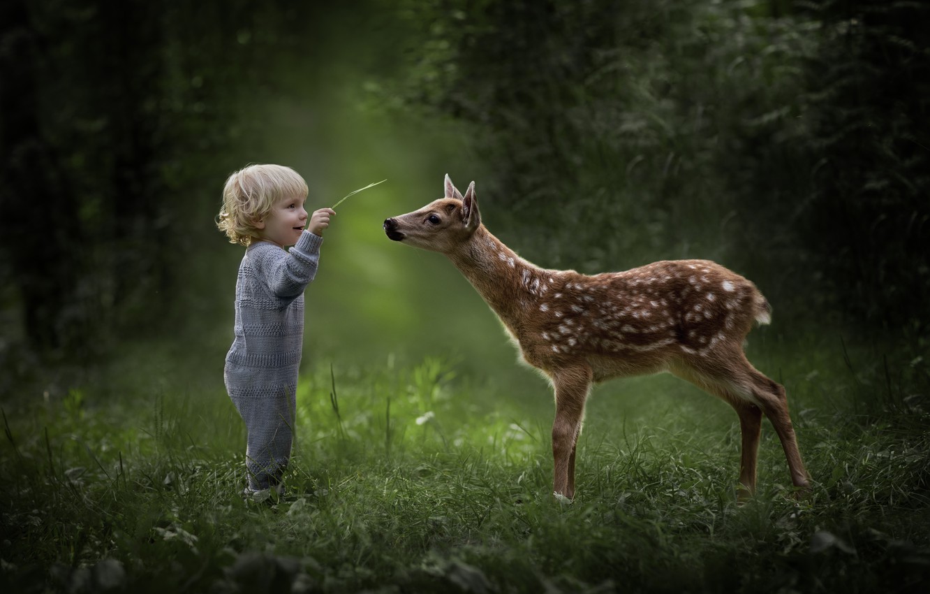 Cute Deer Wallpapers