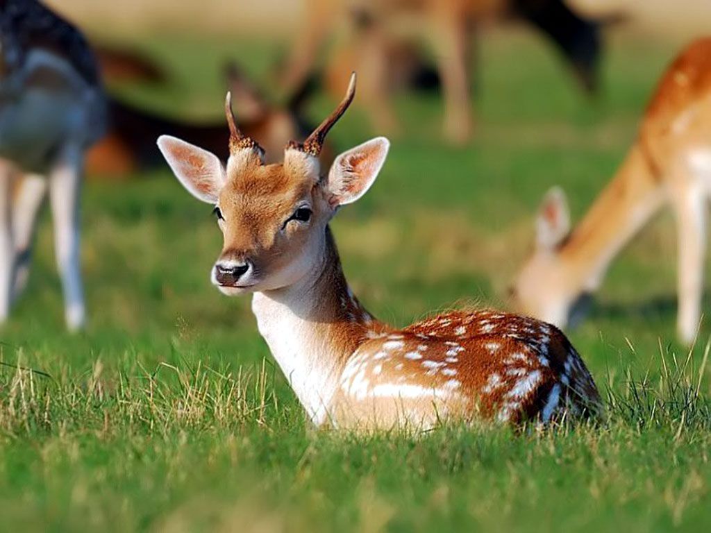 Cute Deer Wallpapers