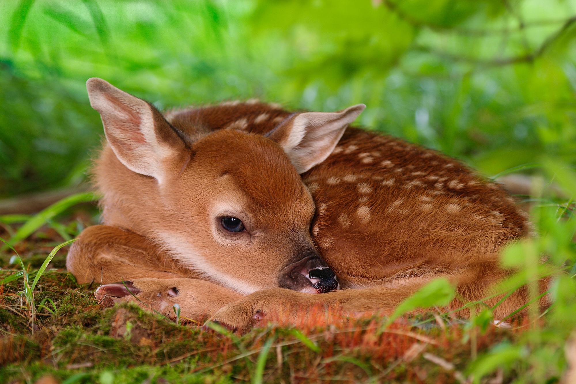 Cute Deer Wallpapers Wallpapers