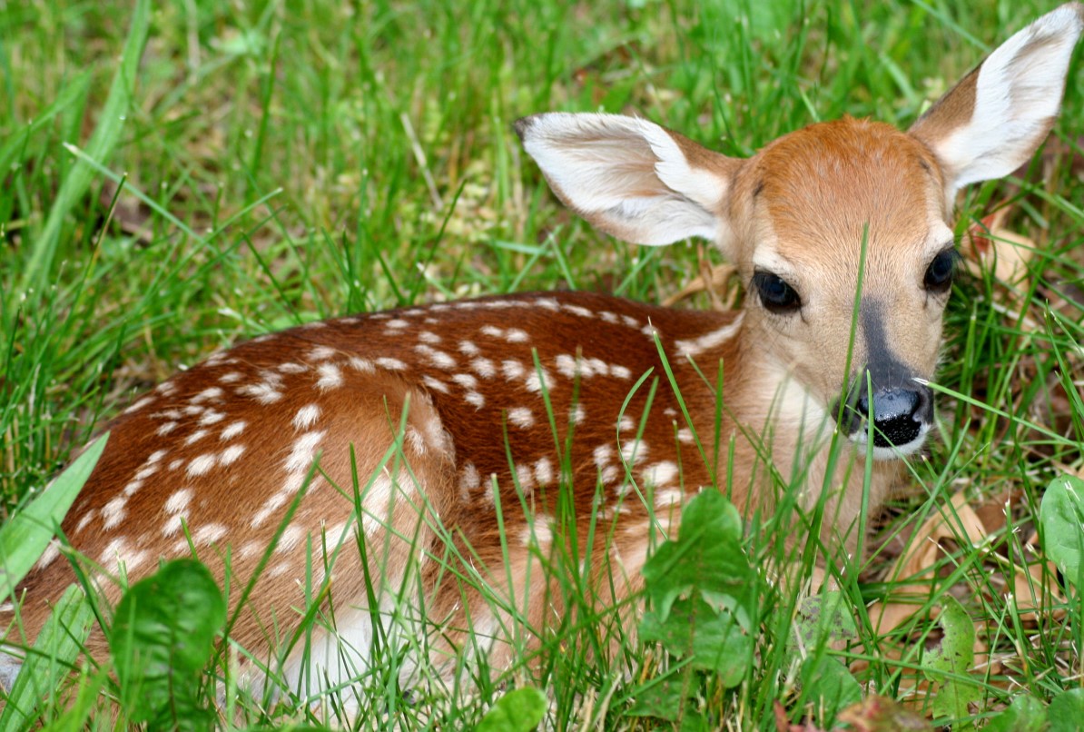 Cute Deer Wallpapers Wallpapers