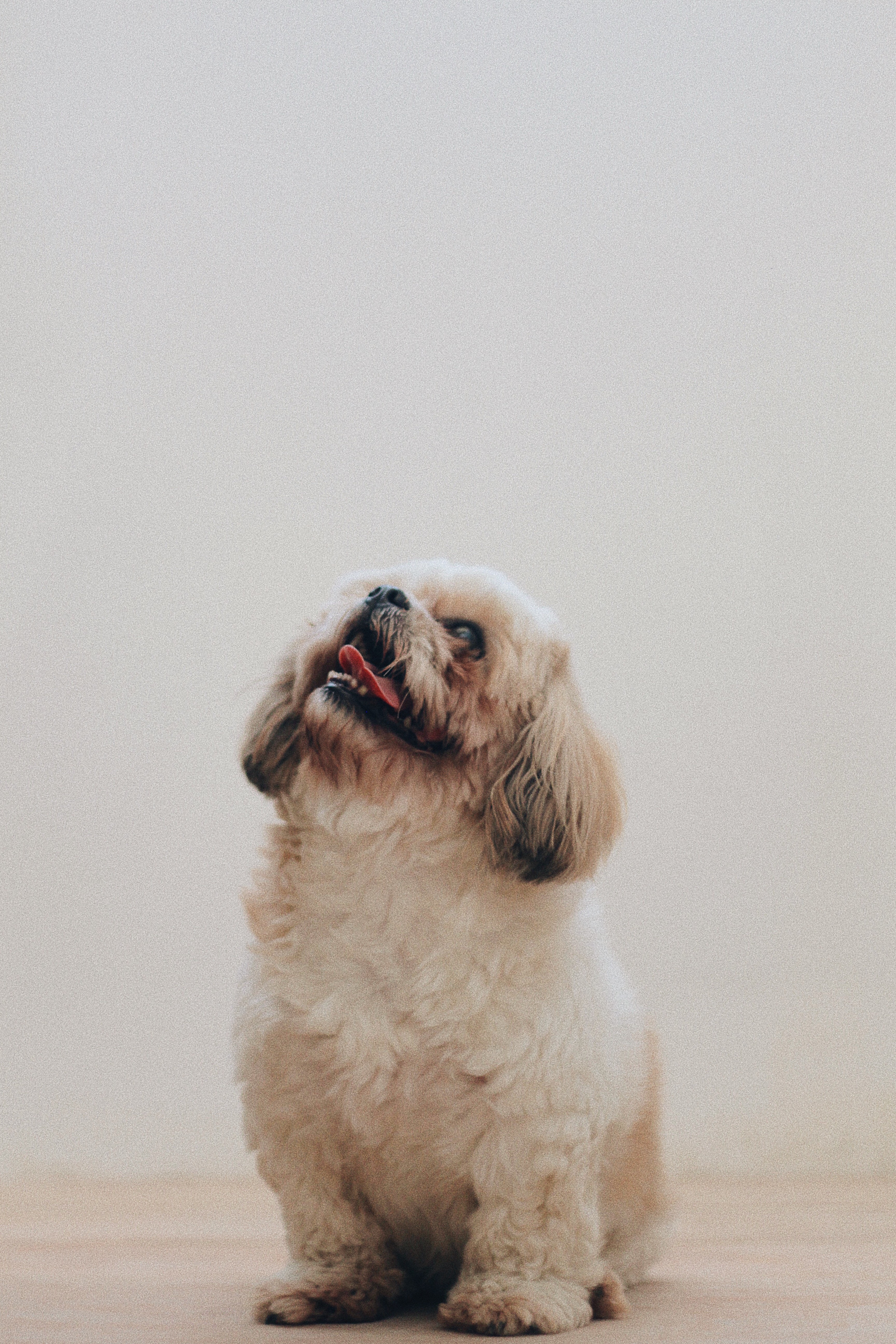 Cute Dog Phone Wallpapers