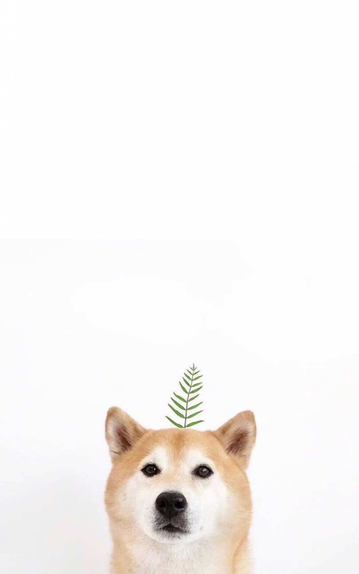 Cute Dog Phone Wallpapers